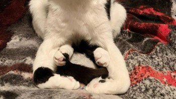 Kucingnya pose yoga nih guys, ayo dicoba, bisa nggak? Foto: yungkrueger via Bored Panda