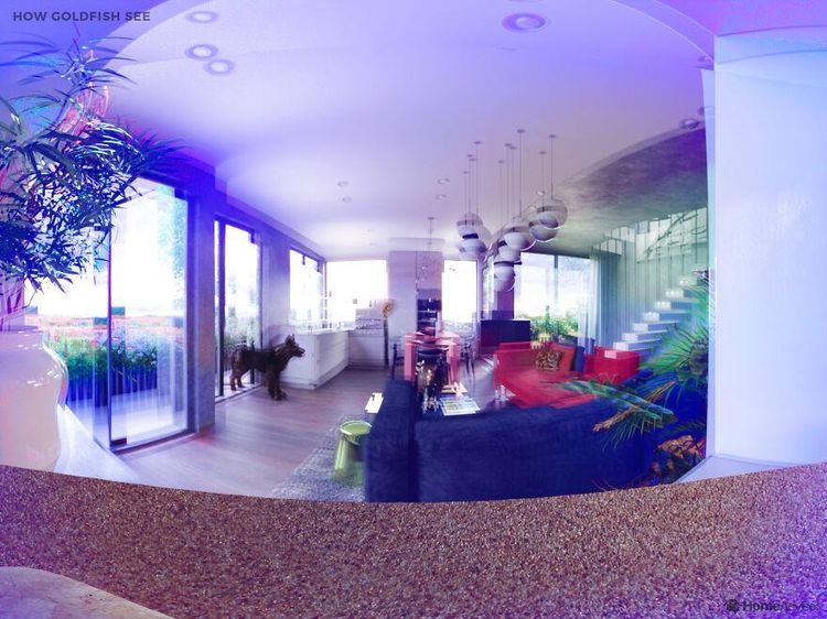 Ini yang Dilihat Hewan Vs Pandangan Manusia