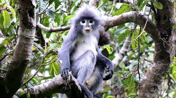Spesies primata baru, lutung Popa (Trachypithecus popa), diidentifikasi di laboratorium, menggunakan sampel jaringan dari spesimen museum, spesies penangkaran, dan sampel kotoran dari hewan liar yang dikumpulkan di hutan Myanmar. Foto: Thaung Win via Mongabay