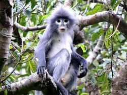 15 Spesies Baru yang Unik dan Ajaib