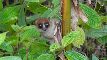 Lemur tikus Yunus (Microcebus jonahi), sekelompok primata nokturnal ditemukan di Pulau Madagaskar dan dianggap sebagai kelompok primata terkecil di dunia. Mereka seukuran kepalan tangan manusia. Para ilmuwan membedakan spesies baru ini, dari lemur tikus lain berdasarkan penampilannya serta data genomik dan DNA mitokondria. Foto: Dominik Schüßler via Mongabay