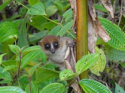 15 Spesies Baru yang Unik dan Ajaib