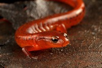 spesies baru