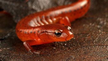 Lebih dari 50 tahun setelah pertama kali dikumpulkan, spesies salamander baru telah diidentifikasi oleh para peneliti menggunakan teknologi sekuensing DNA generasi berikutnya. Salamander Carolina sandhills (Eurycea arenicola) ditemukan di mata air dan sungai kecil di wilayah perbukitan pasir negara bagian Carolina Utara AS. Foto: Todd Pusser via Mongabay