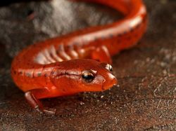 15 Spesies Baru yang Unik dan Ajaib