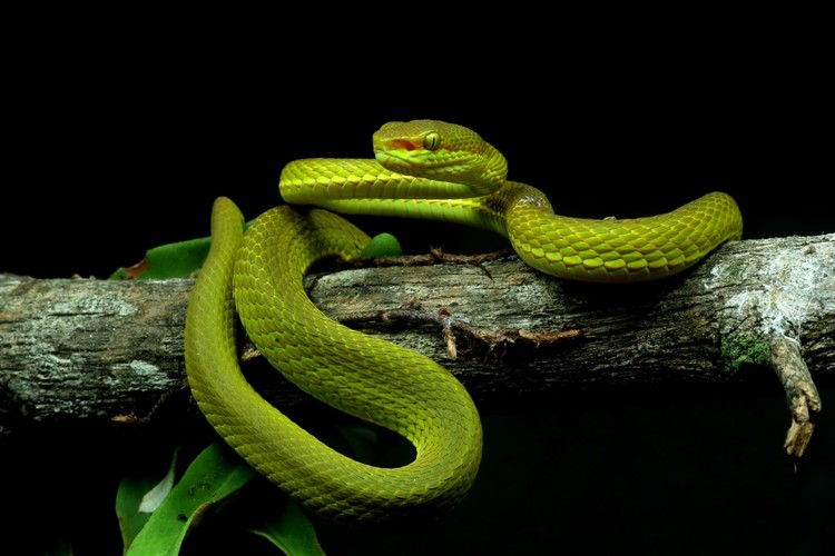 spesies baru