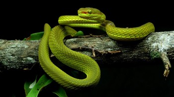 Spesies ular pit viper hijau baru ditemukan di Himalaya dan diberi nama Trimeresurus salazar atau ular pit viper Salazar, diambil dari nama Salazar Slytherin, karakter dari serial Harry Potter karya JK Rowling. Foto: Zeeshan A. Mirza via Mongabay