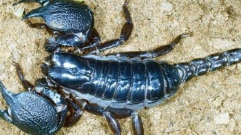 Taman Nasional Yala, di Sri Lanka menemukan spesies kalajengking baru yang diberi nama Heterometrus yaleensis, atau kalajengking raksasa Yala. Betina dari spesies ini dapat tumbuh hingga panjang 103 mm dan jantan hingga 75 mm. Foto: Sanjeewa Jayarathne via Mongabay