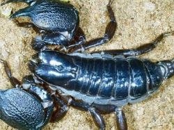 15 Spesies Baru yang Unik dan Ajaib