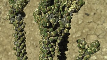 Spesies semak yang unik dan selalu hijau bernama Tiganophyton karasense, ditemukan di gurun selatan Namibia. Semak ini memiliki daun bersisik dan bertahan dalam suhu setinggi 36 derajat Celcius. Foto: Wessel Swanepoel via Mongabay