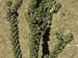 15 Spesies Baru yang Unik dan Ajaib