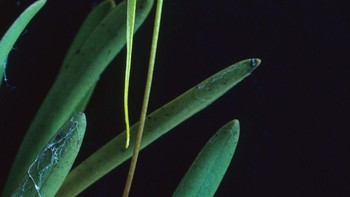 Spesies anggrek baru ditemukan di Papua Nugini bernama Bulbophyllum dologlossum. Foto: TM Reeve via Mongabay