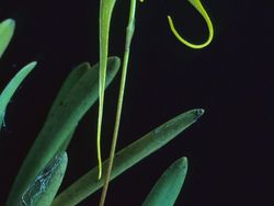 15 Spesies Baru yang Unik dan Ajaib