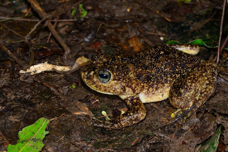 spesies baru