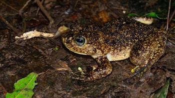 Spesies katak raksasa (Mantidactylus radaka) ini punya panjang tubuh lebih dari 10 cm. Dengan menggunakan analisis genetik, para ilmuwan menemukan bahwa katak ini, meskipun terkenal oleh penduduk setempat, tidak diketahui oleh sains. Foto: Mark D. Scherz via Mongabay