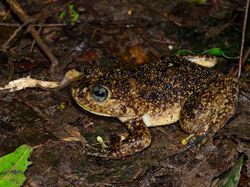 15 Spesies Baru yang Unik dan Ajaib