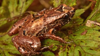 Berukuran sekitar 10 milimeter, katak lilliput (Noblella sp. Nov.) ini Ditemukan hidup di terowongan di bawah lumut dan humus di hutan awan di Lembah Zongo dekat La Paz, Bolivia. Foto: Trond Larsen via Mongabay