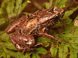 15 Spesies Baru yang Unik dan Ajaib