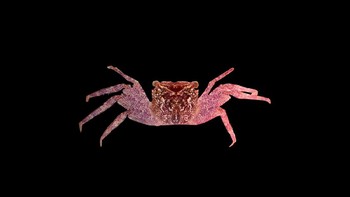 Spesies baru kepiting laba-laba pohon (Leptarma biju) ditemukan di dekat hutan bakau di muara Sungai Chithari di Kerala, India. Warnanya ungu dan ukurannya sangat kecil, 14x13 mm, dan merupakan genus pertama yang ditemukan di negara ini. Foto: Riyas A via Mongabay