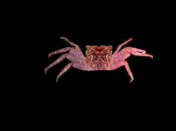 15 Spesies Baru yang Unik dan Ajaib