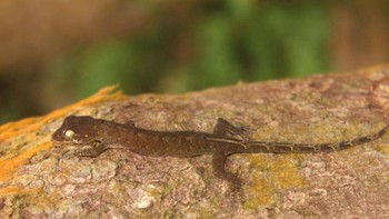 Dalam perjalanan pengumpulan di ujung tenggara pulau utama Filipina di Luzon, para peneliti menemukan beberapa spesies tokek hutan, salah satunya tokek hutan Bicol (Pseudogekko hungkag). Foto: Brown et. Al. 2020 via Mongabay