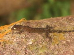 15 Spesies Baru yang Unik dan Ajaib