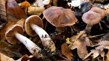 Di 2020, enam spesies baru jamur ditemukan dan telah diberi nama. Semuanya dalam genus Cortinarius yang mendukung pertumbuhan pohon seperti pohon oak dan pinus. Salah satunya adalah Cortinarius heatherae. Namanya demikian karena ditemukan di tepi sungai di perbatasan Bandara Heathrow, London. Foto: Andy Overall via Mongabay