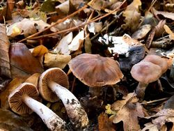 15 Spesies Baru yang Unik dan Ajaib