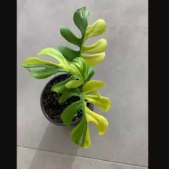 Variegated philodendron minima