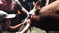 Petugas memasang neck tag pada ternak sapi milik warga Dukuh Sumber, Desa Klakah, Kecamatan Selo, Boyolali.