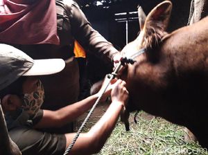 Ternak Warga Lereng Merapi Dipasang Tanda Pengenal