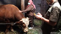 Semua didata dan diberi neck tag untuk identifikasi pemilik ternak tersebut.