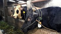 Neck tag diikatkan pada talih keluh atau tali senar yang mengalungi leher sapi tersebut.