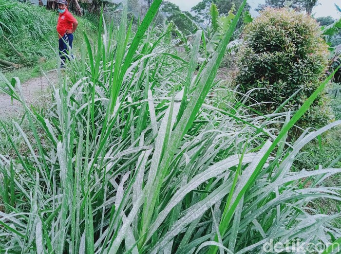 Abu Gunung Merapi yang menempel pada tanaman di Desa Tegalmulyo, Kecamatan Kemalang, Klaten, Selasa (19/1/2021).
