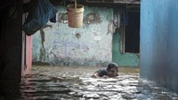 Menurut pemerintah setempat, hujan deras yang terjadi sejak Senin (18/1) mengakibatkan banjir di beberapa kelurahan di Pekalongan, dengan ketinggian antara 30 centimeter-1,5 meter. ANTARA FOTO/Harviyan Perdana Putra  