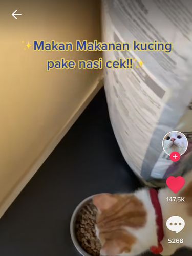 Cicip Makanan Kucing Pakai Nasi, Pria Ini Bilang Rasanya Gurih