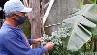 Warga menunjukan daun yang tertutup abu vulkanik dari Gunung Merapi, Selasa (19/1/2021).