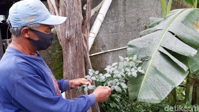 Hujan abu vulkanik dari Gunung Merapi mengguyur Kecamatan Musuk dan Kecamatan Tamansari, Kabupaten Boyolali. Jalan dan pohon tertutup abu.