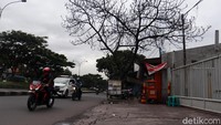 Pantauan detikcom, Selasa (19/1/2021) pohon itu sudah kering, tidak ada daun, hanya menyisakan batang dan ranting.