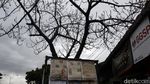 Hati-hati! Puncak Musim Hujan Pohon Rawan Tumbang