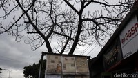 Sejumlah pohon yang ada di Jalan Raya Soekarno Hatta, Kota Bandung rawan tumbang.