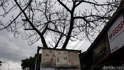 Hati-hati! Puncak Musim Hujan Pohon Rawan Tumbang