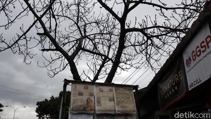 Hati-hati! Puncak Musim Hujan Pohon Rawan Tumbang Sebuah pohon di Jalan Raya Soekarno Hatta, Kota Bandung, tampak kering dan tidak berdaun. Pohon tersebut rawan tumbang apalagi saat ini puncak musim hujan.
