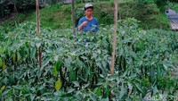 Abu Gunung Merapi menyelimuti kawasan rawan bencana (KRB) III di Klaten, Selasa (19/1/2021).