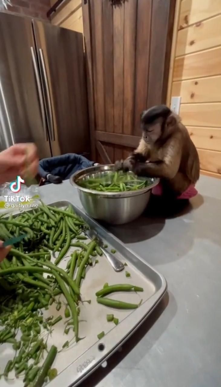 Lebih Berguna dari Mantan, Monyet Ini Jago Bantu Masak