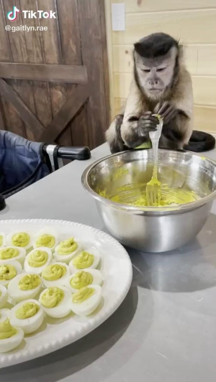 Lebih Berguna dari Mantan, Monyet Ini Jago Bantu Masak