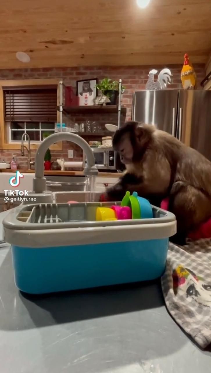 Lebih Berguna dari Mantan, Monyet Ini Jago Bantu Masak