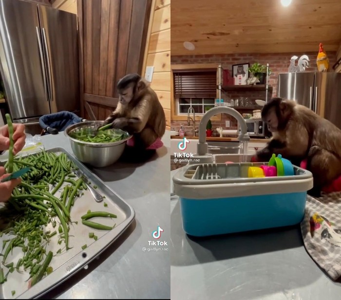 Lebih Berguna dari Mantan, Monyet Ini Jago Bantu Masak