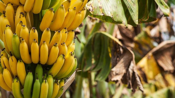 Pisang Pernah Jadi Pemicu Konflik hingga Simbol Rasisme
