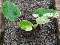 Tanaman Hias dari Bogor Tembus Pasar Belanda